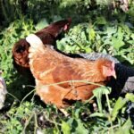 How Long Do Chicken Eggs Last in the Fridge 4