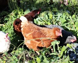 How Long Do Chicken Eggs Last in the Fridge 1