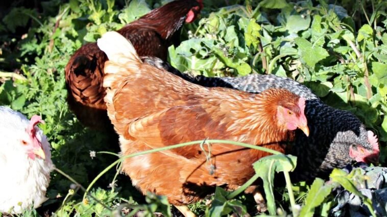 How Long Do Chicken Eggs Last in the Fridge 1