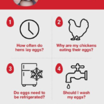 How Long Do Egg Whites Last in the Fridge? Tips for Storage And Freshness How Long Do Egg Whites Last in the Fridge? Tips for Storage And Freshness