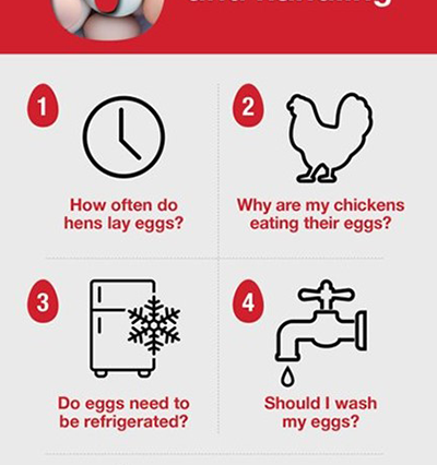 How Long Do Egg Whites Last in the Fridge? Tips for Storage And Freshness