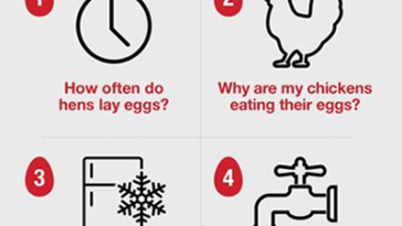 How Long Do Farm Fresh Eggs Last in the Fridge? Storage Tips And Freshness Guide